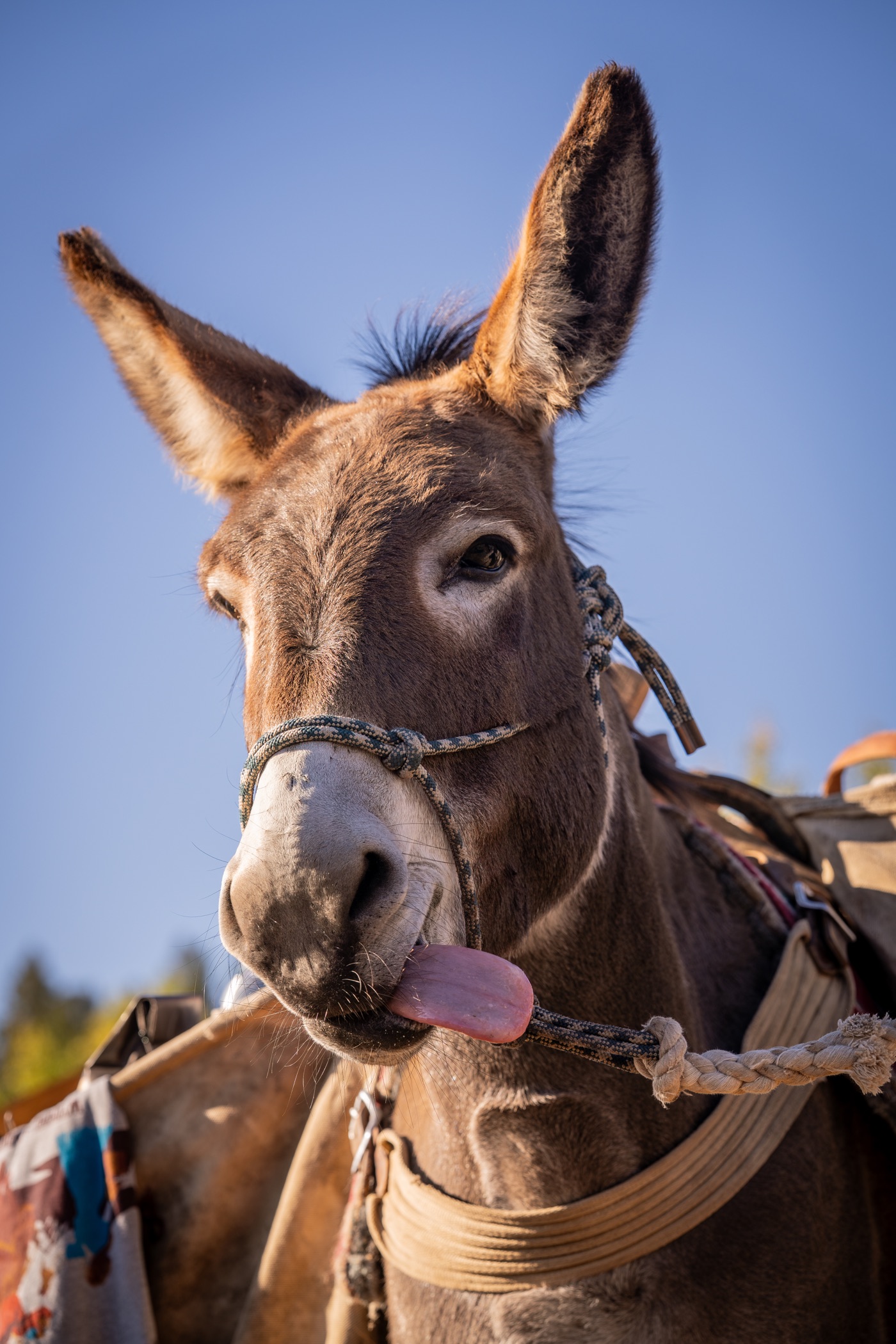 A Cowboy Coffee pack mule on the trail with its tongue out